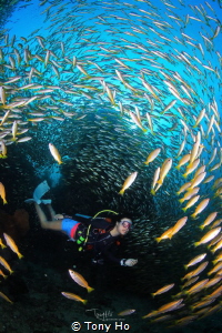 The divers go through a few thousand yellow snappers. by Tony Ho 